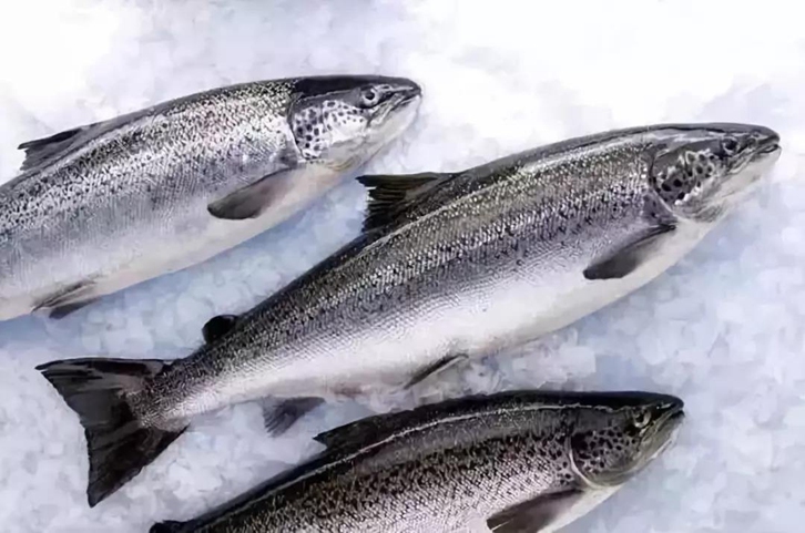 智利三文魚進口報關流程