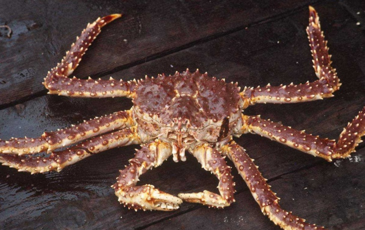 帝王蟹進口清關手續