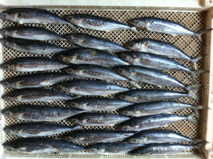 緬甸冷凍馬鮫魚進口報關(guān)