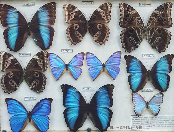 進口蝴蝶標本報關費用