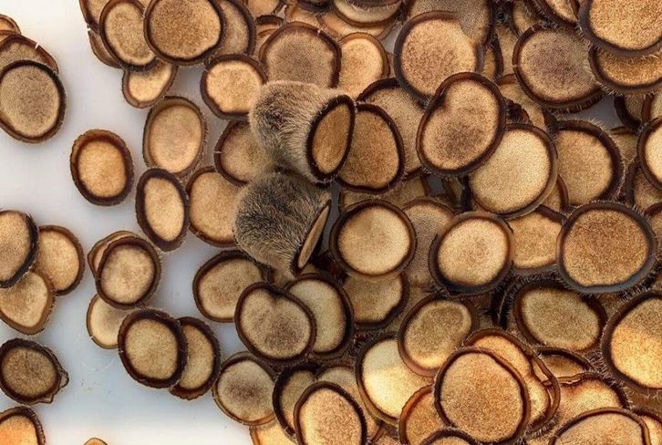 進(jìn)口澳大利亞鹿茸報(bào)關(guān)資料_中藥材進(jìn)口清關(guān)流程