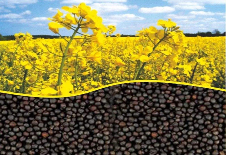 加拿大油菜籽進(jìn)口報(bào)關(guān)資料