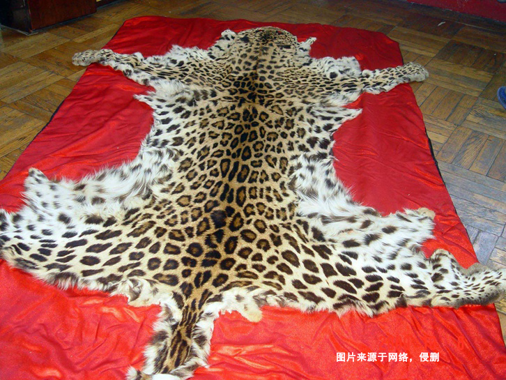 青島動物標本進口報關資料