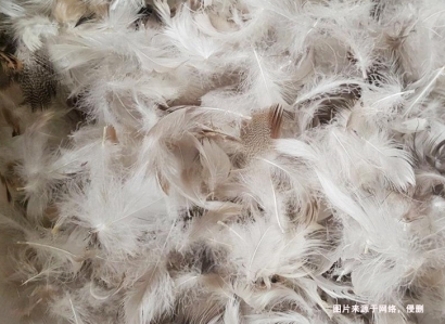 上海進(jìn)口臺(tái)灣鴨毛報(bào)關(guān)流程_水洗鴨毛羽絨檢疫要求