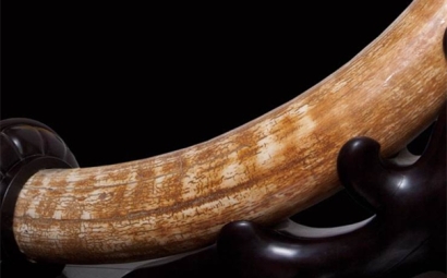 猛犸象牙進口報關(guān)流程以及稅率是怎樣的？