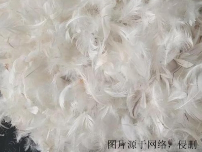 越南鴨毛進口報關資料_火雞毛,鴕鳥毛,孔雀毛清關