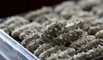 進(jìn)口干海參報(bào)關(guān)必看指南_進(jìn)口干海參資質(zhì)