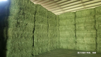 廣州進(jìn)口哈薩克斯坦苜蓿草報(bào)關(guān)資料-飼料通關(guān)要點(diǎn)