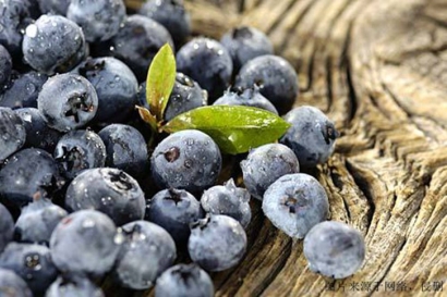 食品進口報關單證，藍莓濃縮粉怎么進口？