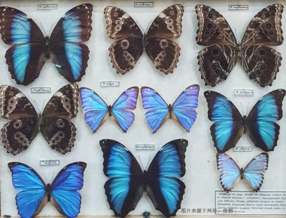 進(jìn)口蝴蝶標(biāo)本報關(guān)費用_昆蟲標(biāo)本工藝品快速通關(guān)