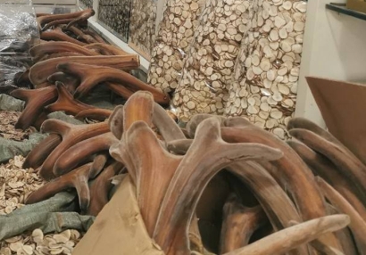 新西蘭鹿角進(jìn)口報(bào)關(guān)資質(zhì)流程-20年廣州中藥材報(bào)關(guān)行