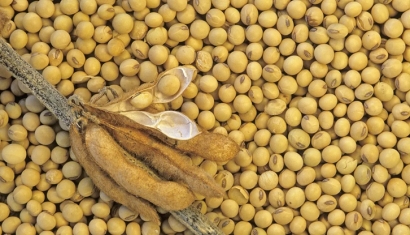 大豆進(jìn)口清關(guān)費(fèi)用大概多少-省時(shí)省力省錢