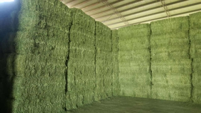 青島進口苜蓿草清關流程？苜蓿草進口準入國家