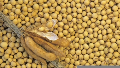 大豆進口清關費用大概多少-省時省力省錢