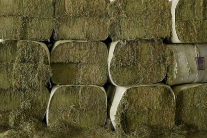 苜蓿草進(jìn)口清關(guān)流程_苜蓿草報(bào)關(guān)審批單證資料