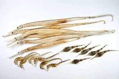 進口泰國干海馬報關多少錢？動物源性藥材報關資料