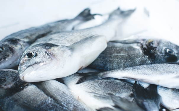 冷凍魚進口報關(guān)